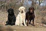 LABRADOR 1140